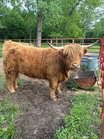 Image for Jones Livestock Auction THURSDAY MAY 7TH -  Jones, Oklahoma