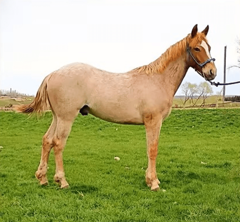 Image for Carter Acres Quarter Horses Let's Go Fishin' Spring Spectacular - ONLINE ONLY!!!  Runs May 18th through May 25th!