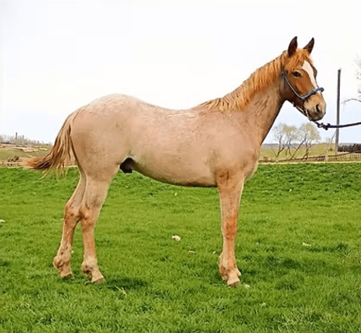 Image for Carter Acres Quarter Horses Let's Go Fishin' Spring Spectacular - ONLINE ONLY!!!  Runs May 18th through May 25th!