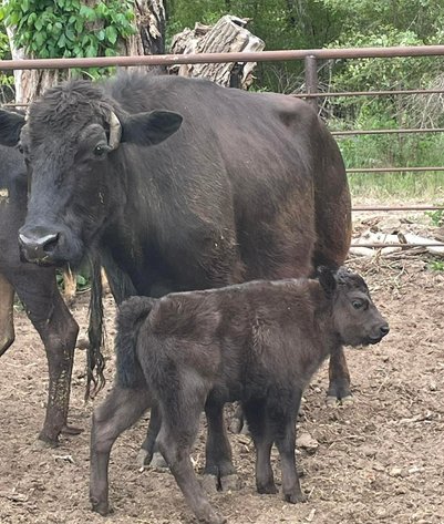 Image for Jones Livestock Auction THURSDAY MAY 7TH -  Jones, Oklahoma