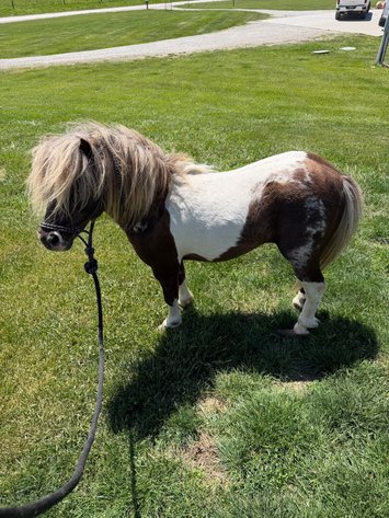 Image for Colfax Horse Sale  - SUNDAY, MAY 17TH - Colfax, Iowa