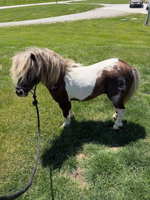Image for Colfax Horse Sale  - SUNDAY, MAY 17TH - Colfax, Iowa
