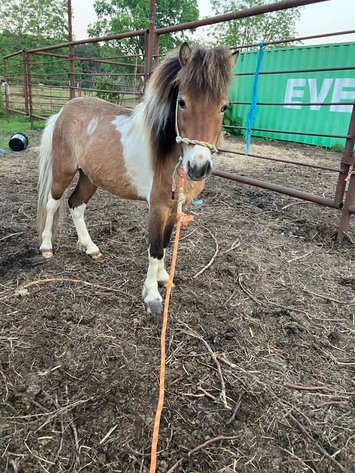 Image for Fort Smith Horse & Mule Sale - SATURDAY, MAY 16TH - Moffett, Oklahoma
