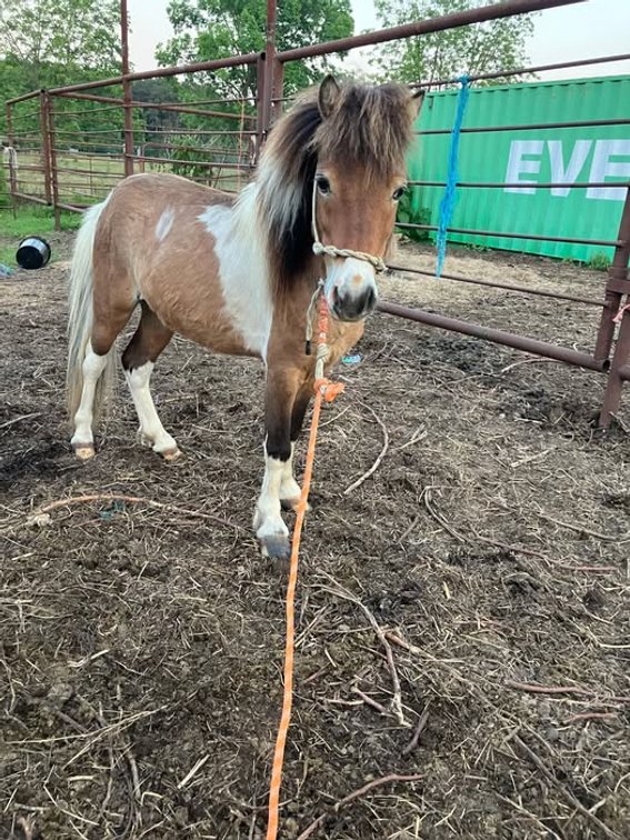 Image for Fort Smith Horse & Mule Sale - SATURDAY, MAY 16TH - Moffett, Oklahoma