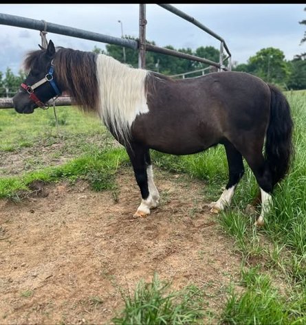 Image for Fort Smith Horse & Mule Sale - SATURDAY, MAY 16TH - Moffett, Oklahoma
