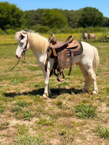 Image for Interstate Regional Stockyards TWO DAY MAY SPECIAL - DAY 1 - WEDNESDAY MAY 20TH