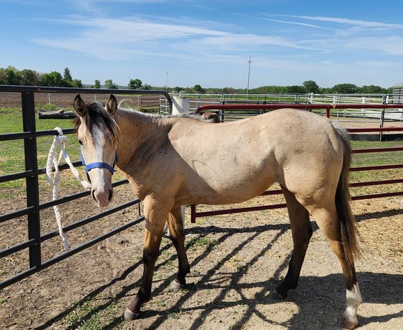 Image for Colfax Horse Sale  - SUNDAY, MAY 17TH - Colfax, Iowa