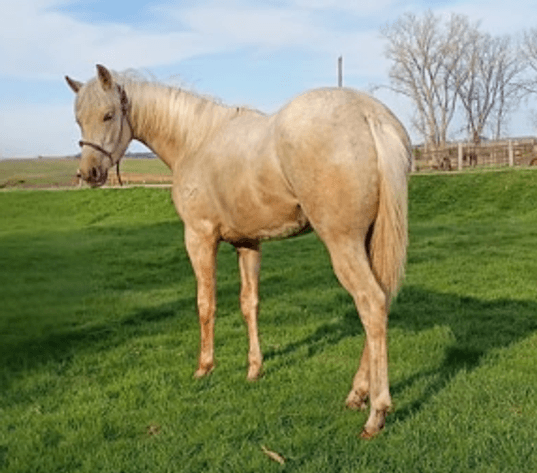 Image for Carter Acres Quarter Horses Let's Go Fishin' Spring Spectacular - ONLINE ONLY!!!  Runs May 18th through May 25th!