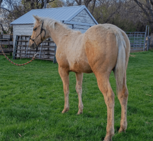 Image for Carter Acres Quarter Horses Let's Go Fishin' Spring Spectacular - ONLINE ONLY!!!  Runs May 18th through May 25th!