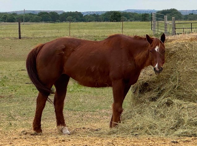 Image for Jones Livestock Auction HORSE & TACK SALE!   SATURDAY, MAY 9TH