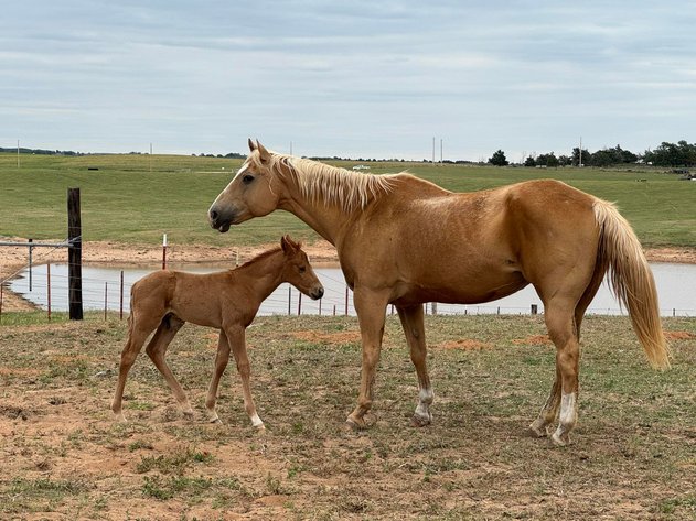 Image for Jones Livestock Auction HORSE & TACK SALE!   SATURDAY, MAY 9TH
