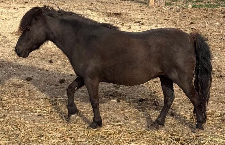 Image for Reno County Stockyards Horse Sale WEDNESDAY, MAY 13TH - South Hutchinson, KS