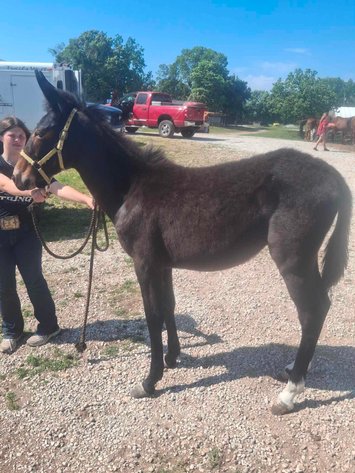 Image for Springfield Livestock SPECIAL Horse Sale DAY TWO - SATURDAY, MAY 30TH - Springfield, MO