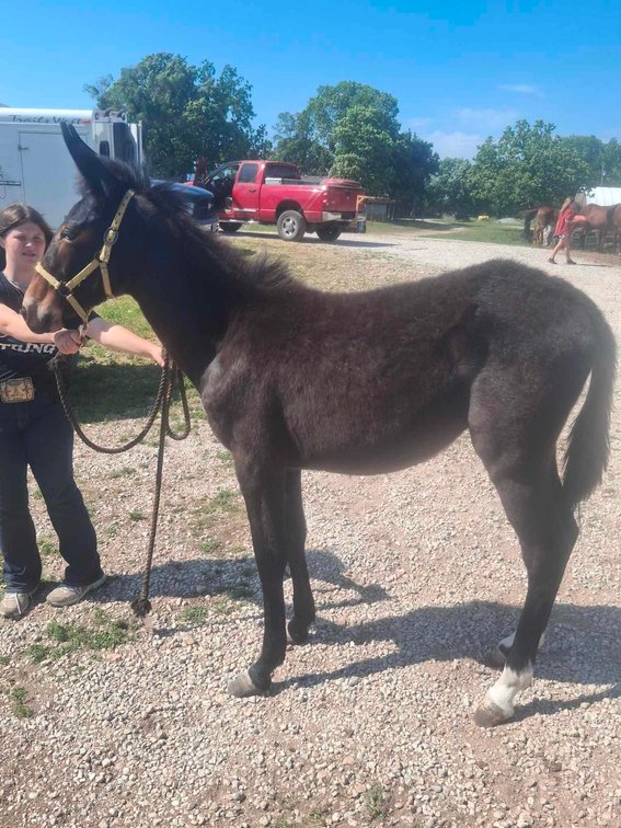Image for Springfield Livestock SPECIAL Horse Sale DAY TWO - SATURDAY, MAY 30TH - Springfield, MO