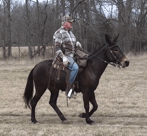 Image for Springfield Livestock SPECIAL Horse Sale DAY TWO - SATURDAY, MAY 30TH - Springfield, MO