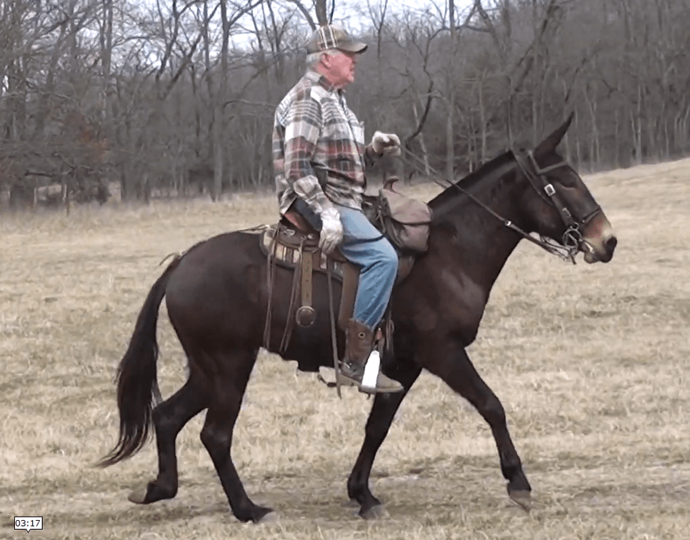 Image for Springfield Livestock SPECIAL Horse Sale DAY TWO - SATURDAY, MAY 30TH - Springfield, MO