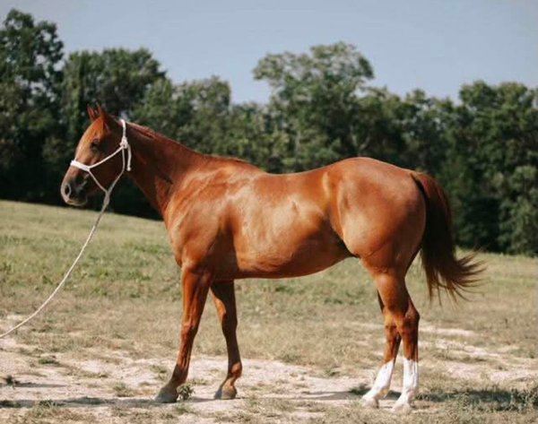 Image for Show Me The Horses Select Sale - Cuba, Missouri SATURDAY, JUNE 6TH