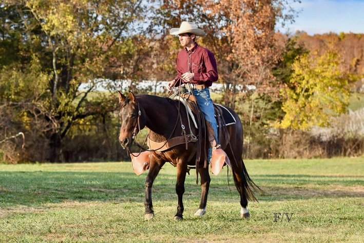 Image for Show Me The Horses Select Sale - Cuba, Missouri SATURDAY, JUNE 6TH