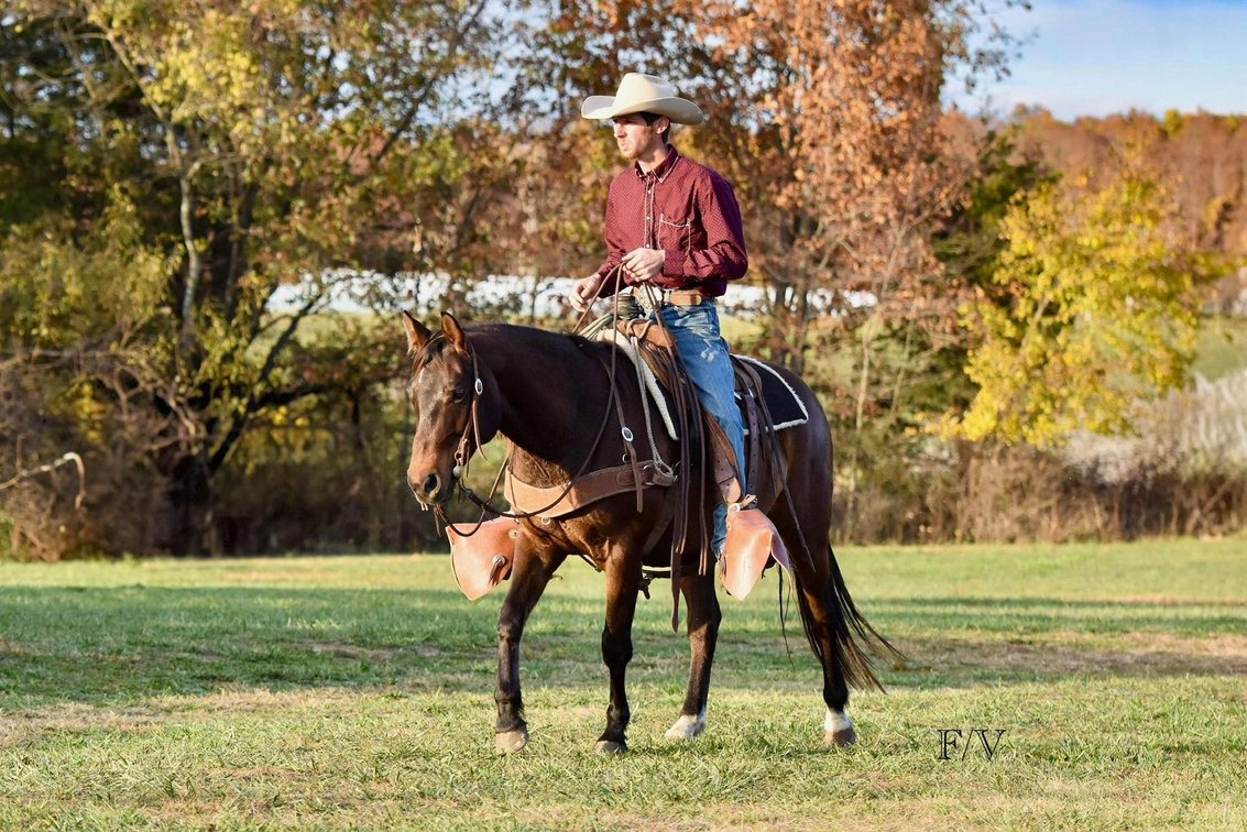 Image for Show Me The Horses Select Sale - Cuba, Missouri SATURDAY, JUNE 6TH