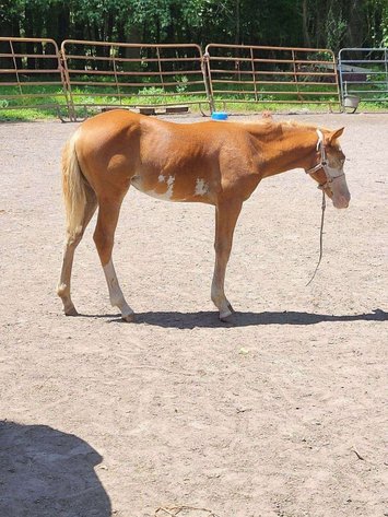 Image for Courtland Tack And Horse Auction Saturday , May 23, 2026