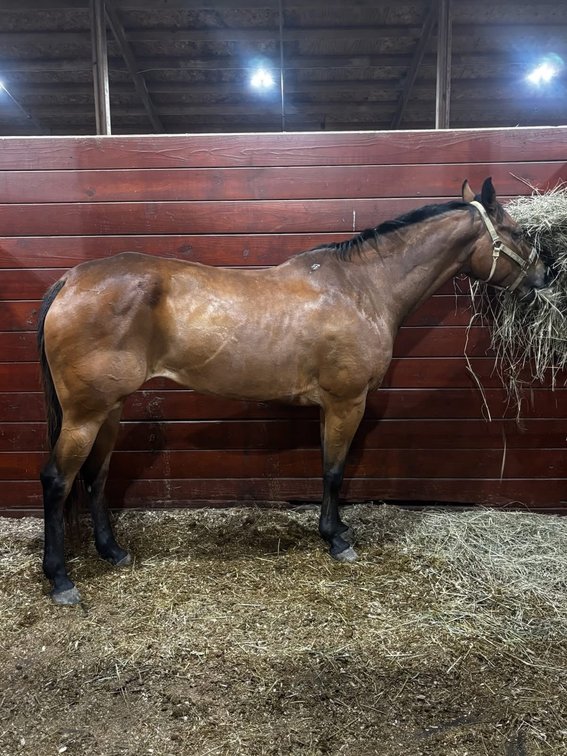 Image for Courtland Tack And Horse Auction Saturday , May 23, 2026