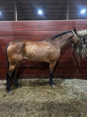 Image for Courtland Tack And Horse Auction Saturday , May 23, 2026