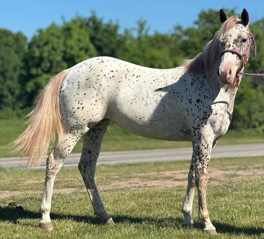 Image for Stroud Oklahoma Horse Auction Summer Special - SATURDAY, MAY 30TH - Stroud, Oklahoma