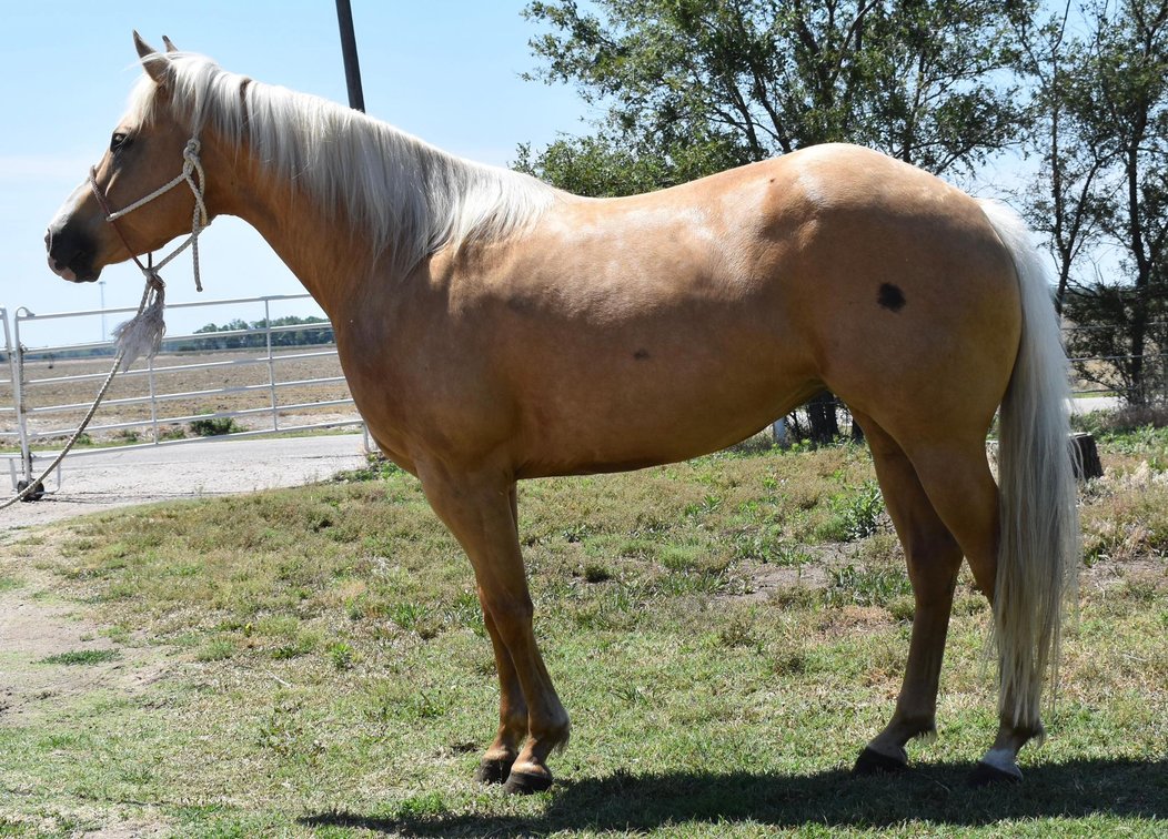 Image for Show Me The Horses Select Sale - Cuba, Missouri SATURDAY, JUNE 6TH