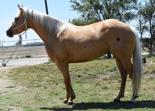 Image for Show Me The Horses Select Sale - Cuba, Missouri SATURDAY, JUNE 6TH