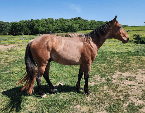 Image for Springfield Livestock SPECIAL Horse Sale DAY ONE - FRIDAY, MAY 29TH - Springfield, MO