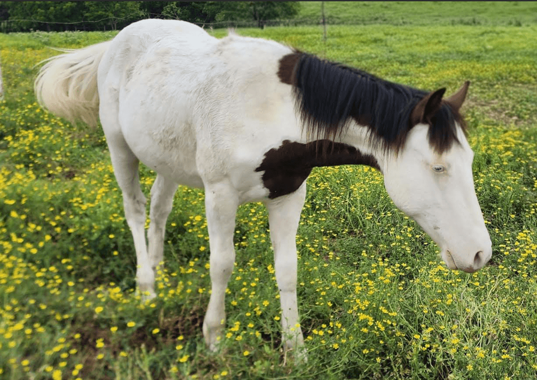 Image for Springfield Livestock SPECIAL Horse Sale DAY ONE - FRIDAY, MAY 29TH - Springfield, MO
