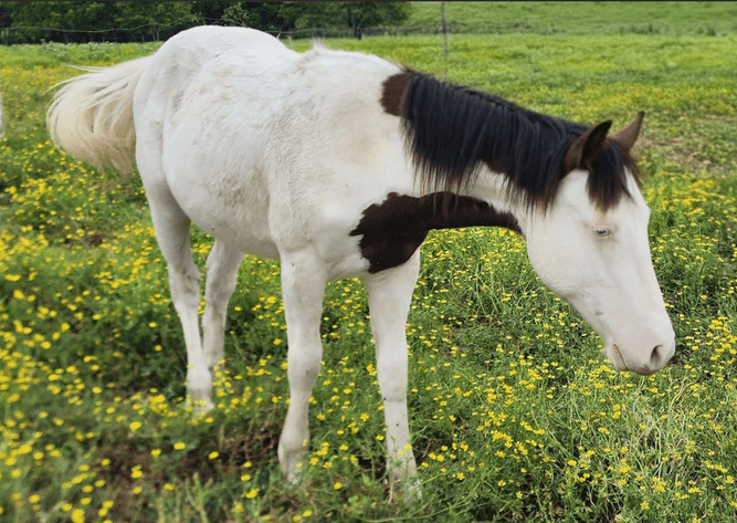 Image for Springfield Livestock SPECIAL Horse Sale DAY ONE - FRIDAY, MAY 29TH - Springfield, MO