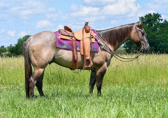 Image for Show Me The Horses Select Sale - Cuba, Missouri SATURDAY, JUNE 6TH