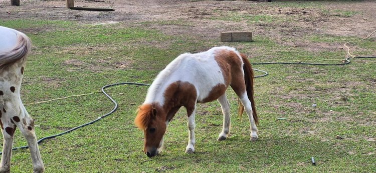 Image for Mize Horse Sale - SATURDAY, MAY 30TH - Mize, Mississippi