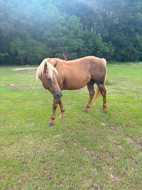 Image for Mize Horse Sale - SATURDAY, MAY 30TH - Mize, Mississippi