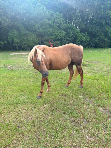 Image for Mize Horse Sale - SATURDAY, MAY 30TH - Mize, Mississippi