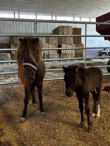 Image for Courtland Tack And Horse Auction Saturday , May 23, 2026