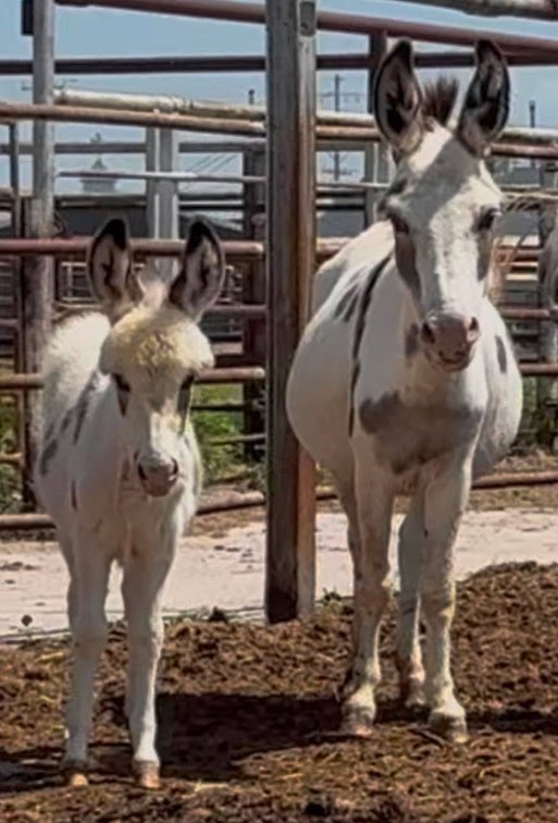 Image for Reno County Stockyards Horse Sale WEDNESDAY, JUNE 10TH - South Hutchinson, KS
