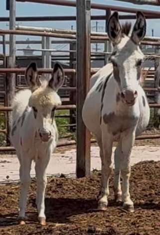 Image for Reno County Stockyards Horse Sale WEDNESDAY, JUNE 10TH - South Hutchinson, KS