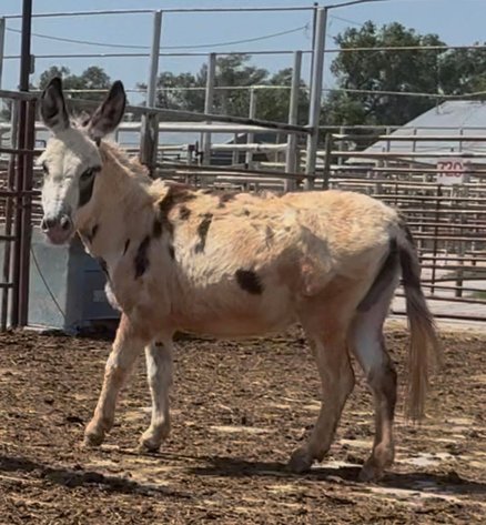 Image for Reno County Stockyards Horse Sale WEDNESDAY, JUNE 10TH - South Hutchinson, KS