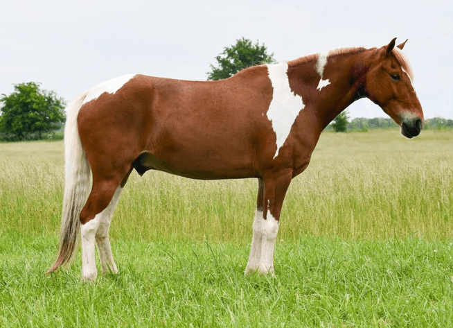 Image for Interstate Regional Stockyards Horse Sale - Cuba, Missouri WEDNESDAY JUNE 17TH
