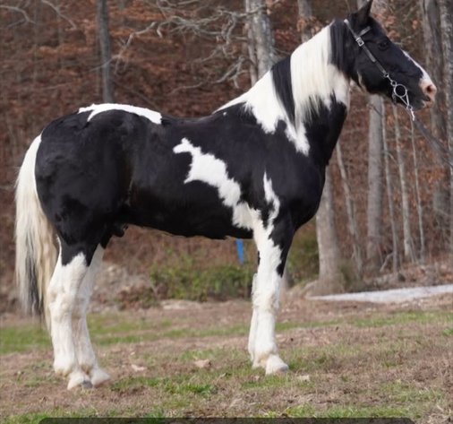 Image for Courtland Tack And Horse Auction Saturday ,June 20,2026