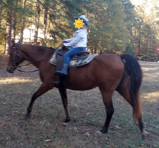 Image for Courtland Tack And Horse Auction Saturday ,June 20,2026