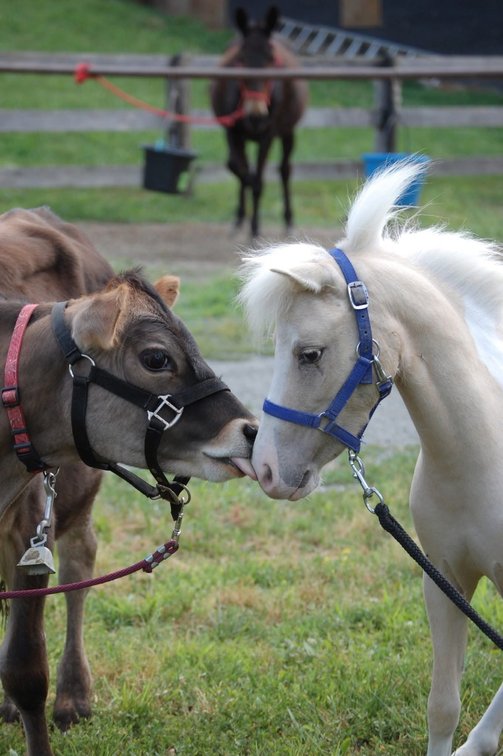 Image for Courtland Tack And Horse Auction Saturday ,June 20,2026