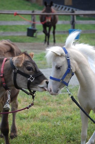 Image for Courtland Tack And Horse Auction Saturday ,June 20,2026