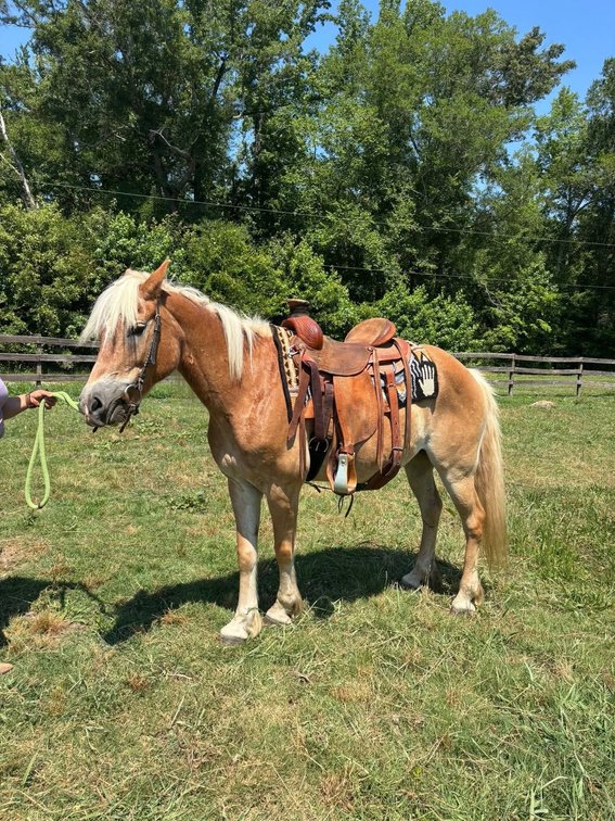 Image for Courtland Tack And Horse Auction Saturday ,June 20,2026