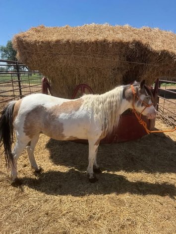 Image for Fort Smith Horse & Mule Sale - SATURDAY, JUNE 20TH - Moffett, Oklahoma