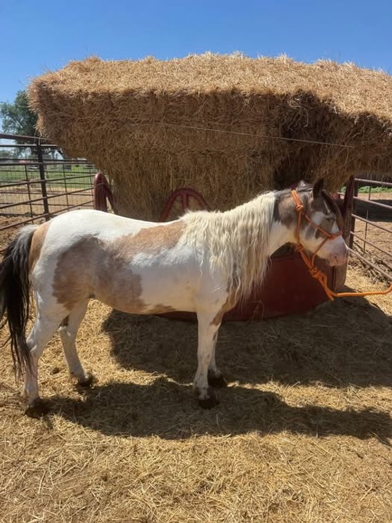 Image for Fort Smith Horse & Mule Sale - SATURDAY, JUNE 20TH - Moffett, Oklahoma