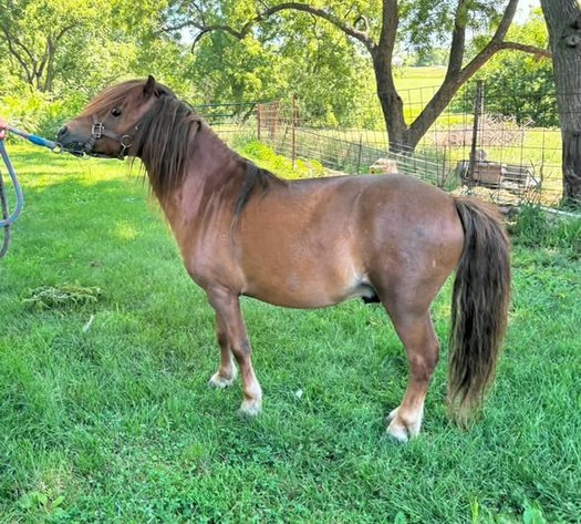 Image for Colfax Horse Sale  - SUNDAY, JUNE 21ST - Colfax, Iowa