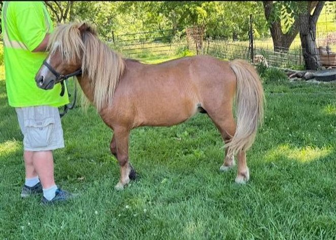 Image for Colfax Horse Sale  - SUNDAY, JUNE 21ST - Colfax, Iowa